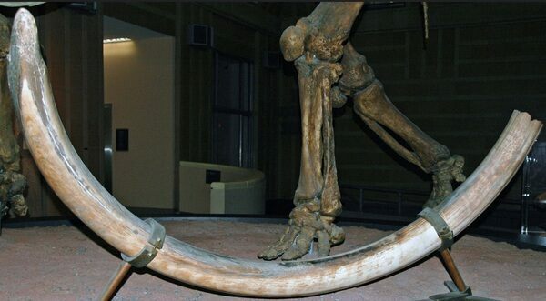 Woolly mammoth tusk from the Pleistocene of Alaska. (public display, Cincinnati Museum of Natural History & Science, Cincinnati, Ohio, USA)  Creative Commons License